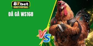 Đá gà ws168
